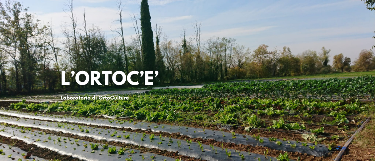 L'ORTOC'E'